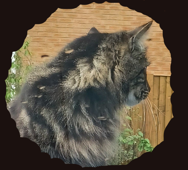 An avatar picture of Tigger